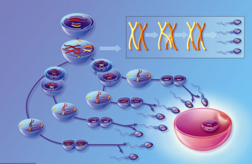 广州华诚试管助孕,广州供卵医院就到十月幸孕助孕-代孕包成功费用
