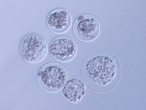 助孕机构就上海十月幸孕,上海南浦医院试管助孕中心?