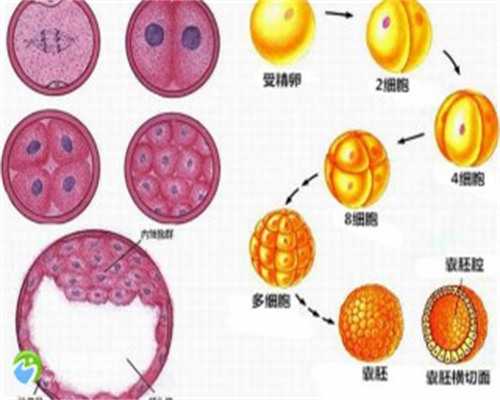 广州试管供卵生子助孕机构排名，附广东助孕机构一览！-代孕哪里专业