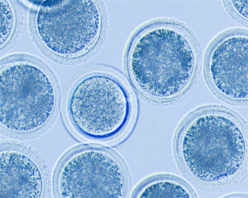 上海助孕宝宝起红疙瘩是什么原因上海助孕宝宝洗完澡脸上起红疙瘩